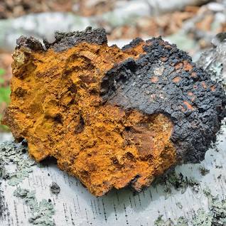 CHAGA MUSHROOM
