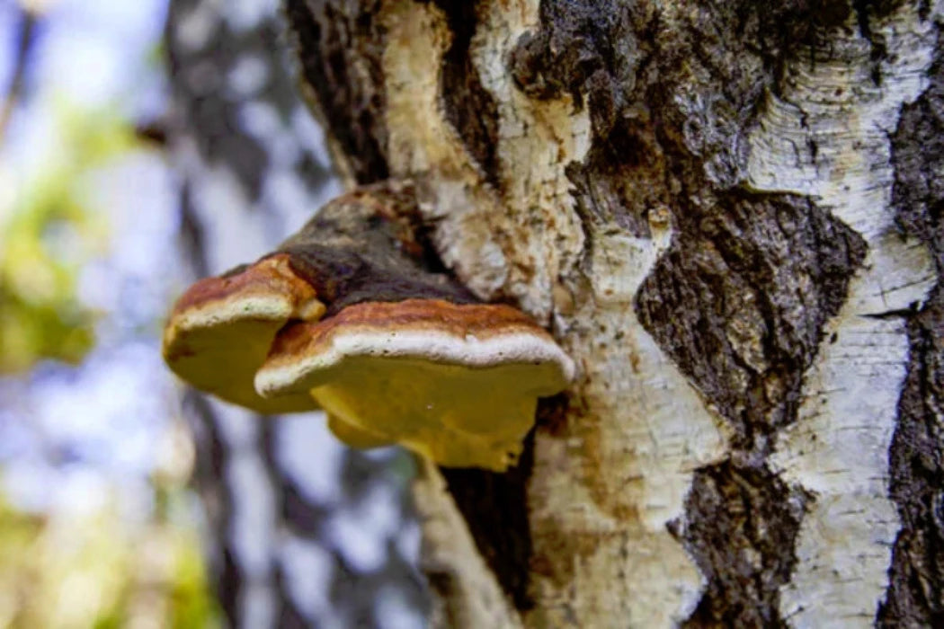 CHAGA MUSHROOM